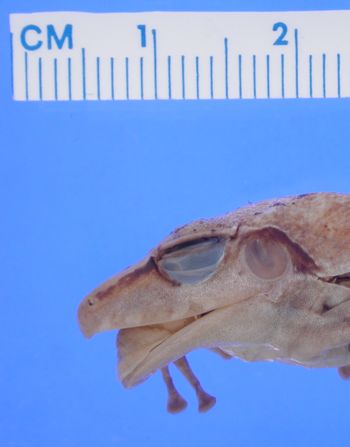 Media type: image; Herpetology A-28568